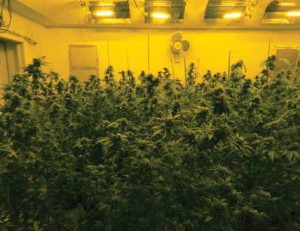 marijuana grow house