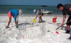 SEA TURTLE INTERNS AND VOLUNTEERS PLACE WIRE CAGES OVER EACH NEST ON CAPE ROMANO TO PROTECT THE EGGS FROM PREDATORS, SUCH AS RACCOONS.