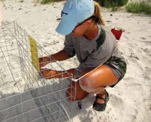 WINDLE ATTACHES A “DO NOT DISTURB – SEA TURTLE NEST” SIGN TO THE PROTECTIVE CAGE