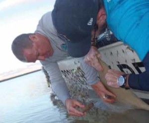 A volunteer helps secure the sawfish as Pat O’Donnell prepares to insert the tag