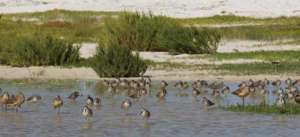 many shorebirds