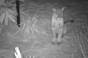 IMAGE OF UNO IN HIS OUTDOOR AREA AT NIGHT TAKEN BY REMOTE CAMERA.