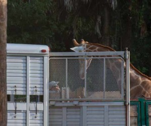giraffe behind cage