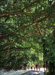 ZOO GUESTS WALK BENEATH THE CANOPY OF A WEST AFRICAN RUBBER TREE IN THE HISTORIC GARDENS