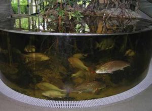 LIN Rookery Bay Fish tank